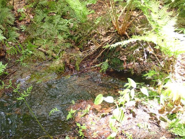 みごとな湧水