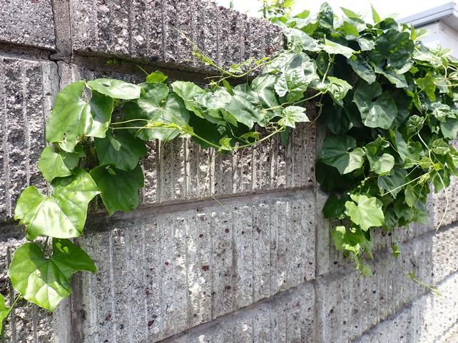 市街地にミヤマニガウリ ?