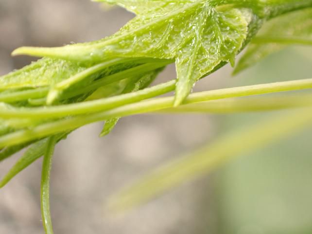 先端確認(巻きひげなど.)は気を付けて観察しよう