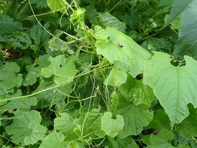 ミヤマニガウリ 7/23