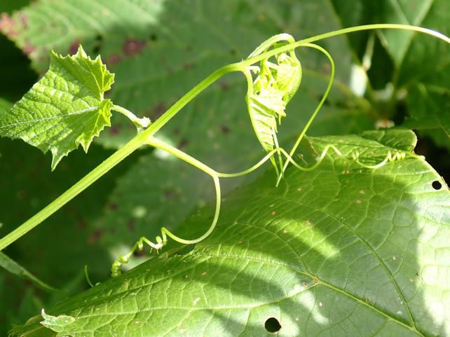 温室 gGreen green house 形成