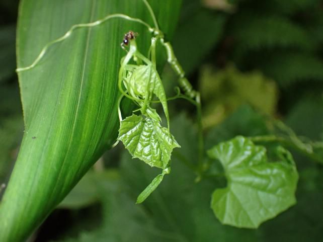 温室(Green  green house)の形成