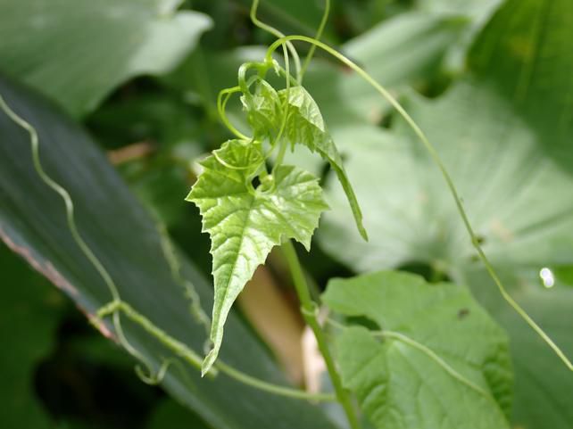 Green green house形成の観察