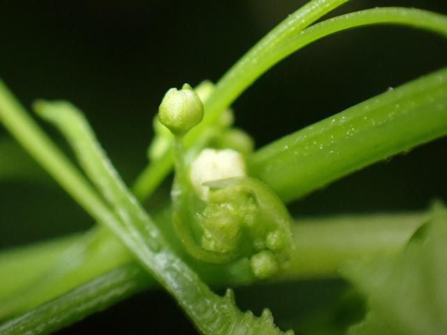 Green green house形成の観察