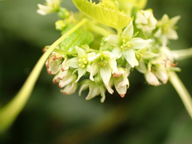 ミヤマニガウリ葉の温室自体温度差をキャッチ 1