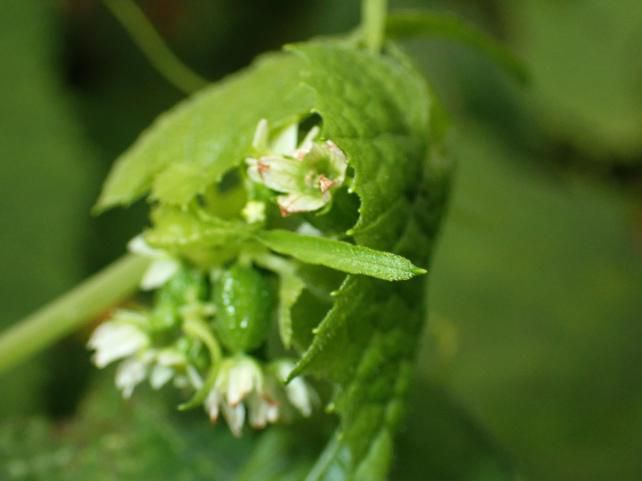 温室内の両性花観察容易 2