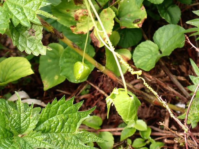 ミヤマニガウリの実 2