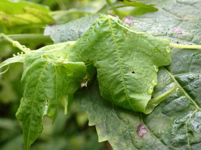 他の植物の葉上に