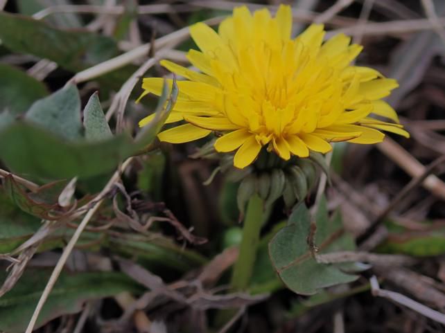 セイヨウタンポポ