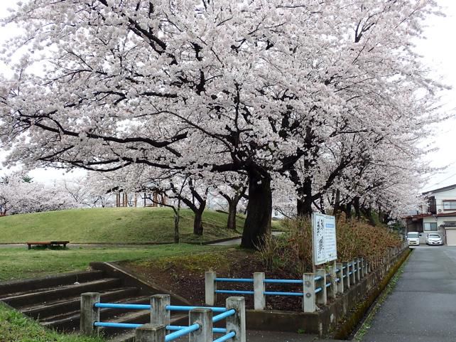 公園の櫻