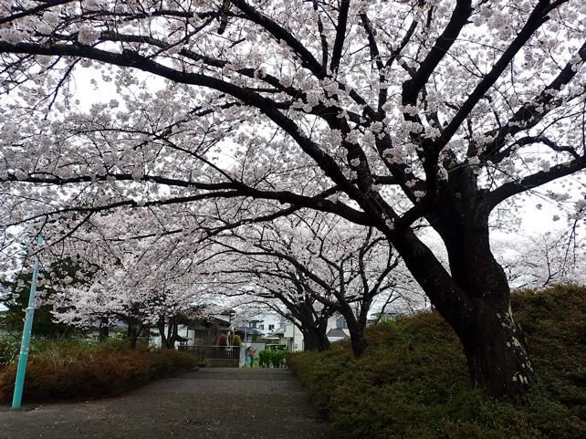 桜並木