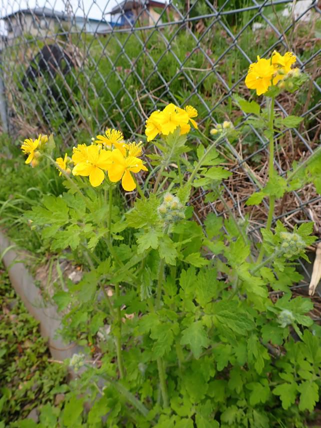 市街地と植物　4/26　　1.ウマノアシガタ　(キンポウゲ科)　