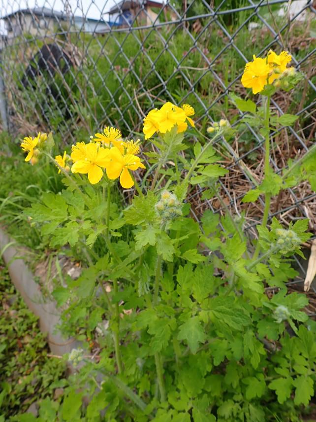 市街地と植物　4/26　　1.ウマノアシガタ　(キンポウゲ科)　