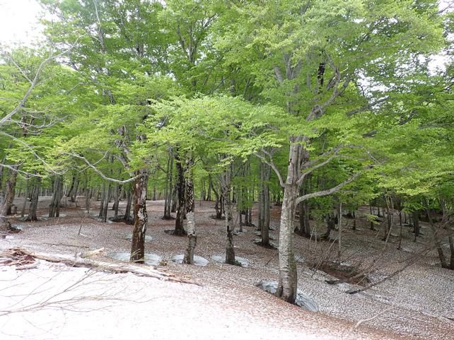 ブナ林広場鉱山跡方向