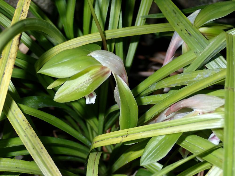 シュンランが咲きました　2