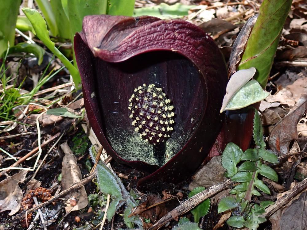 ザゼンソウの数々 1