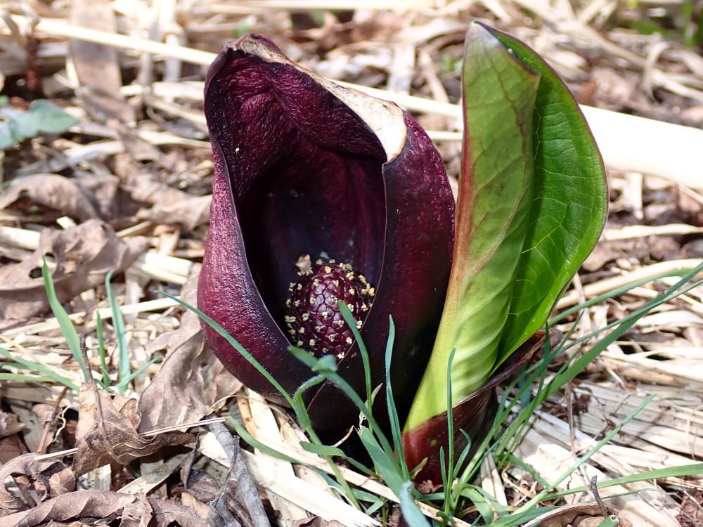 ザゼンソウの数々 2