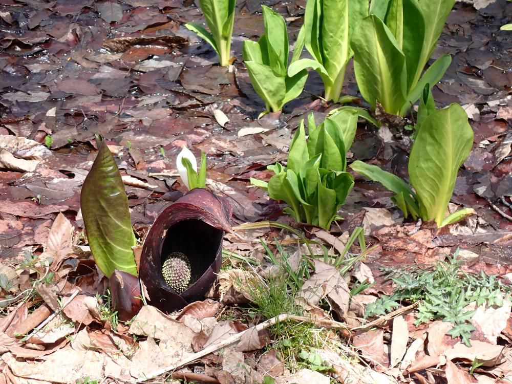 野草園の春