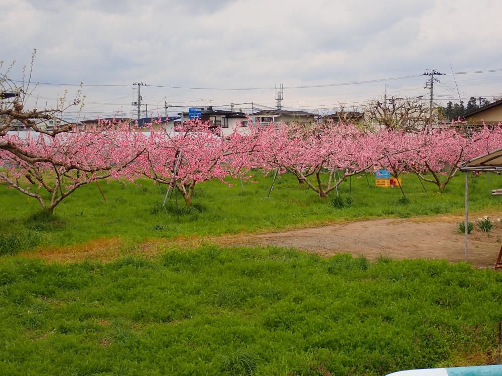 桃の花満開