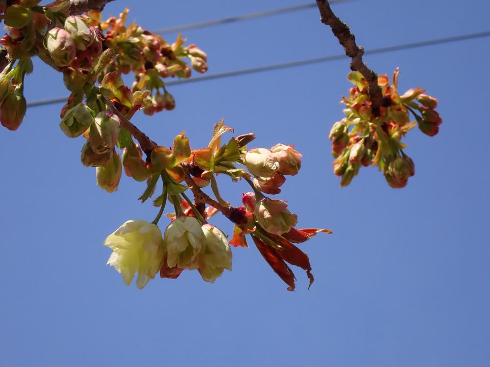 八重桜