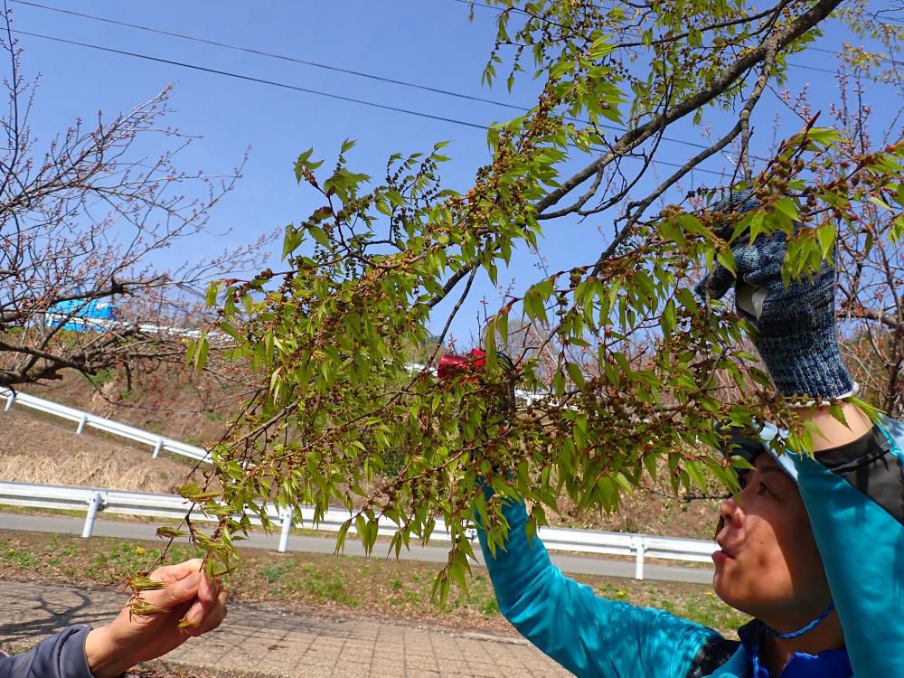 コナラの若芽