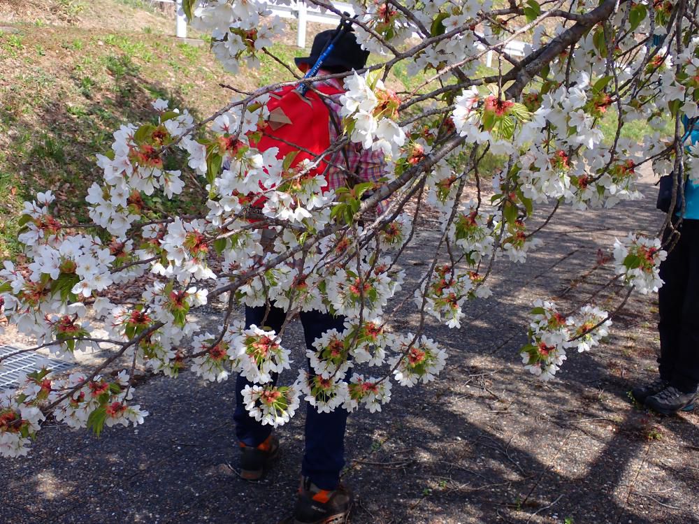 この桜色は青い