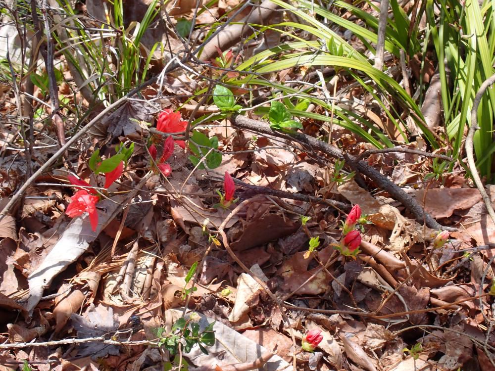 ヤマツツジ葉芽