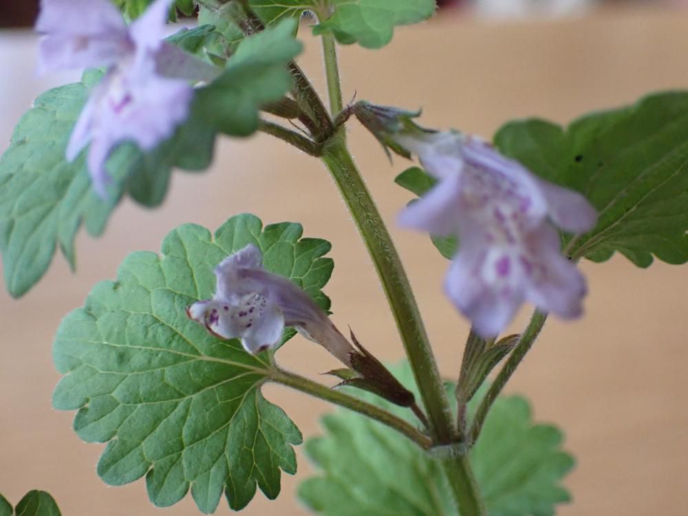 葉腋に2つの花被片