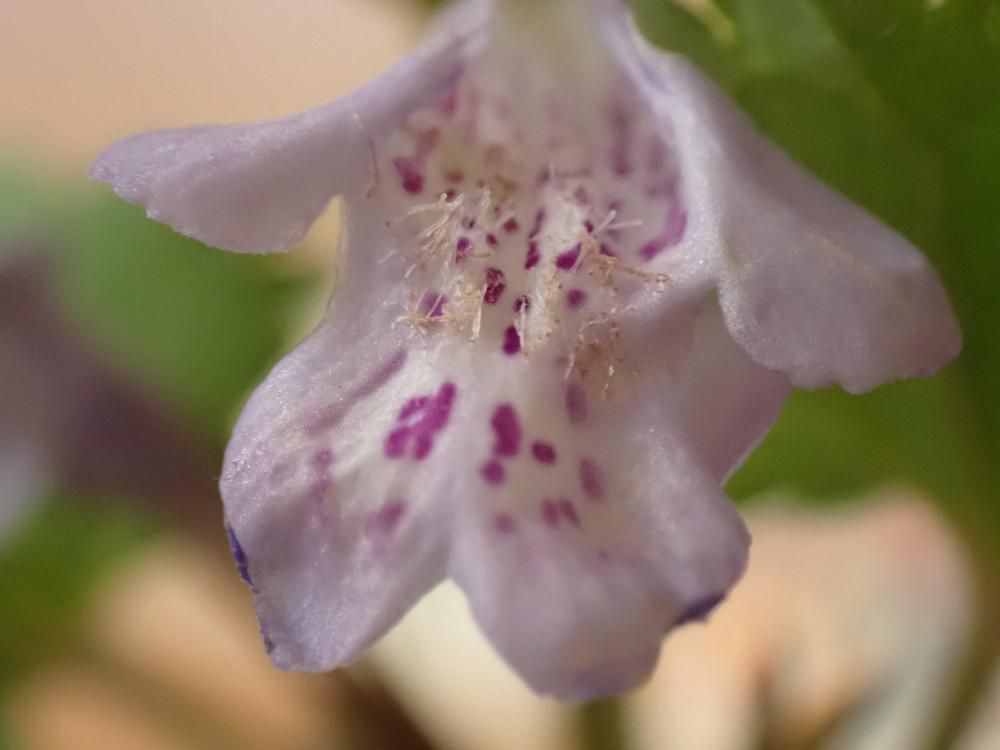 かきどうし　シソ科　4/27　8