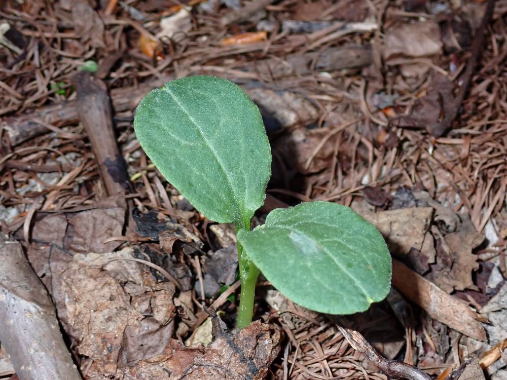 2023.5/18　ミヤマニガウリの双葉を観る
