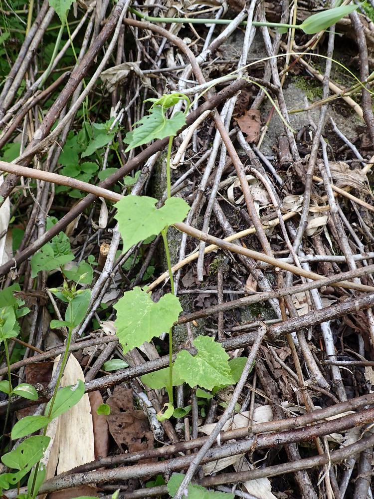 月山道入り口でのミヤマニガウリ
