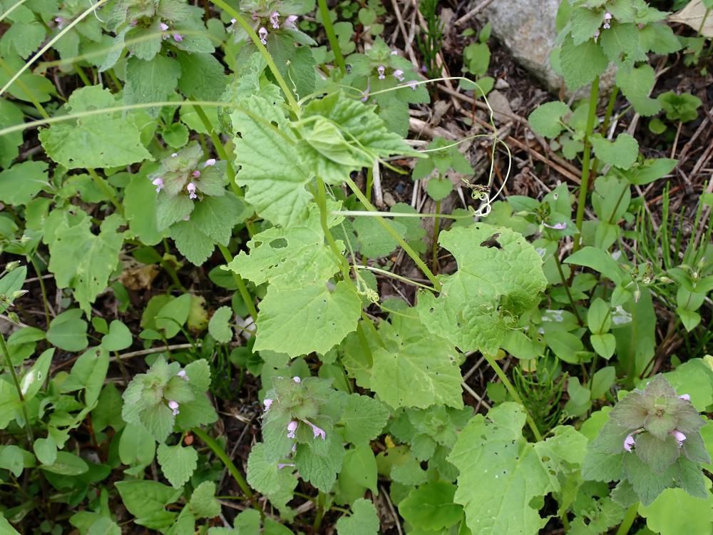 ミヤマニガウリ