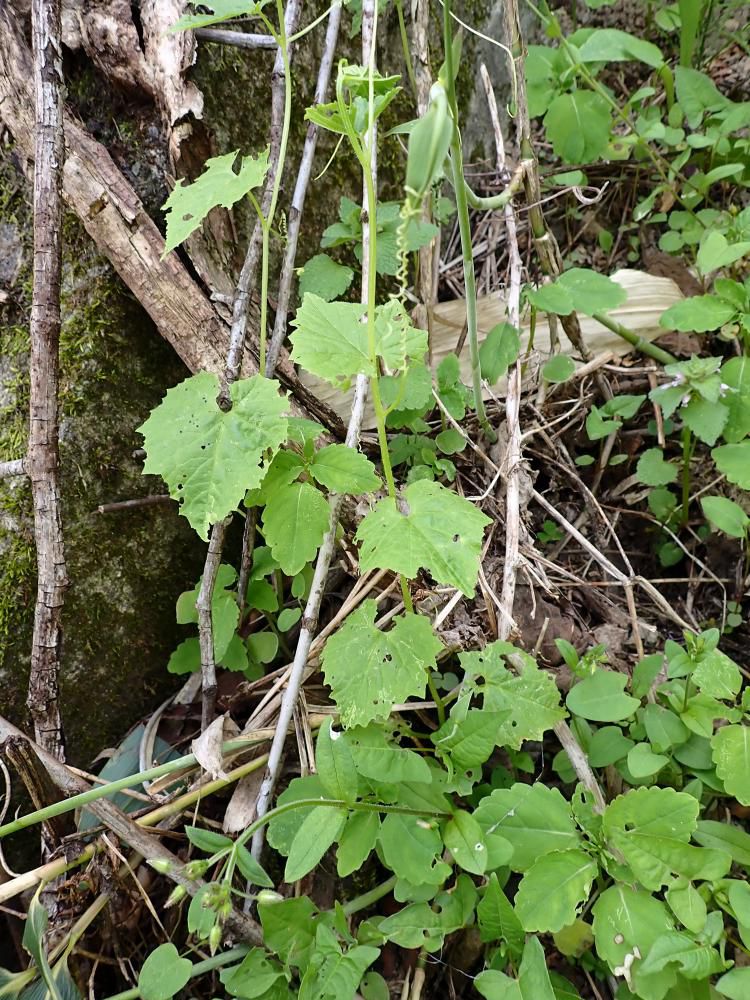 ミヤマニガウリ　3