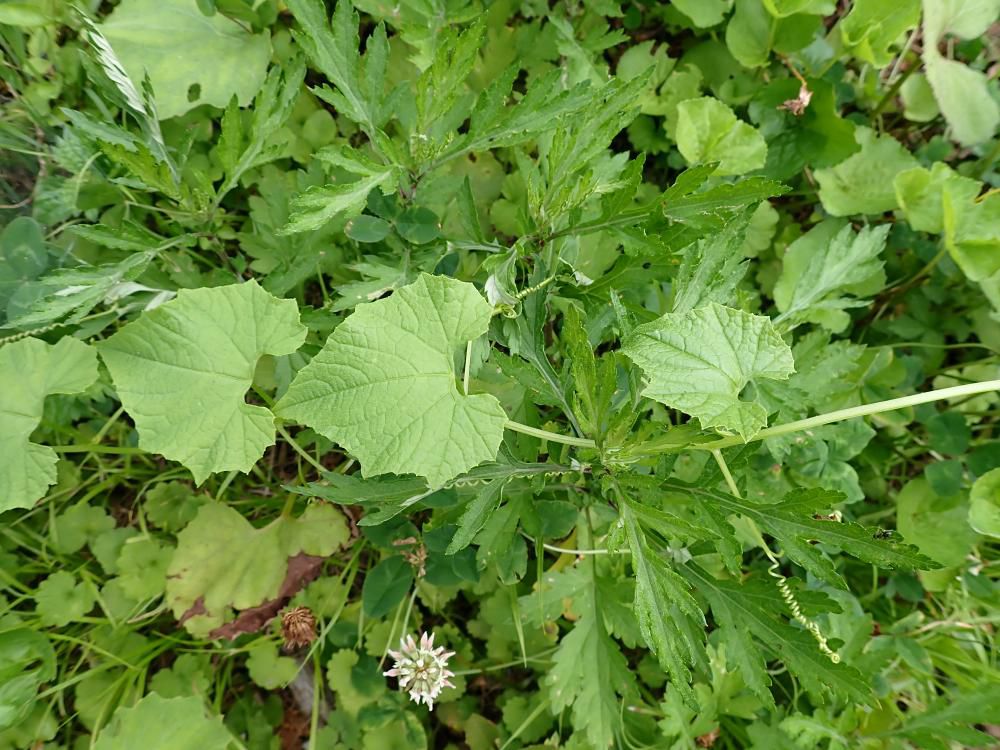 南土手 ミヤマニガウリ 2