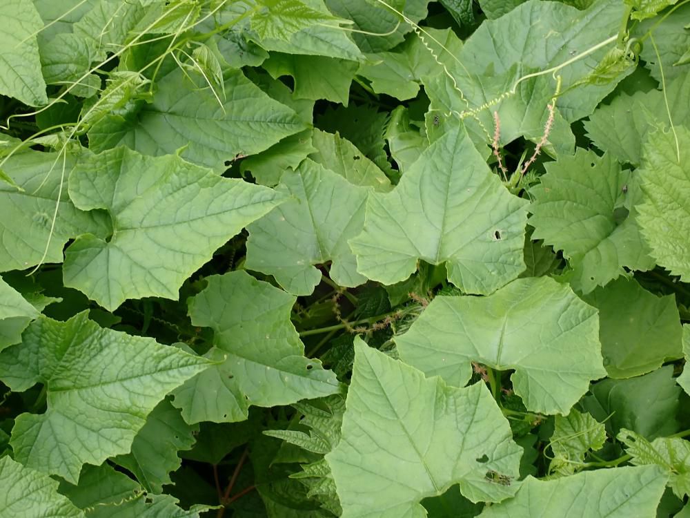 先端葉のからみ 1