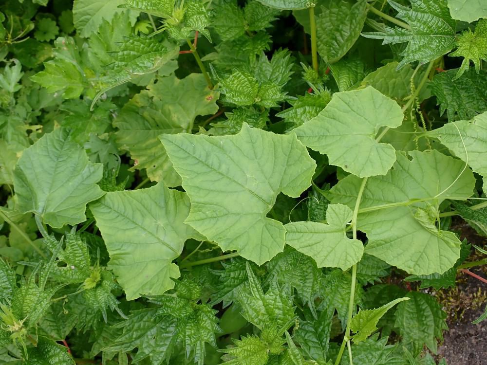 先端のからみ 2