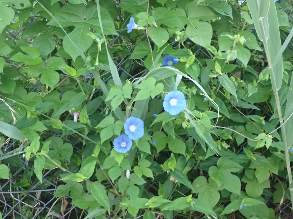 農道の柵に ヒルガオが