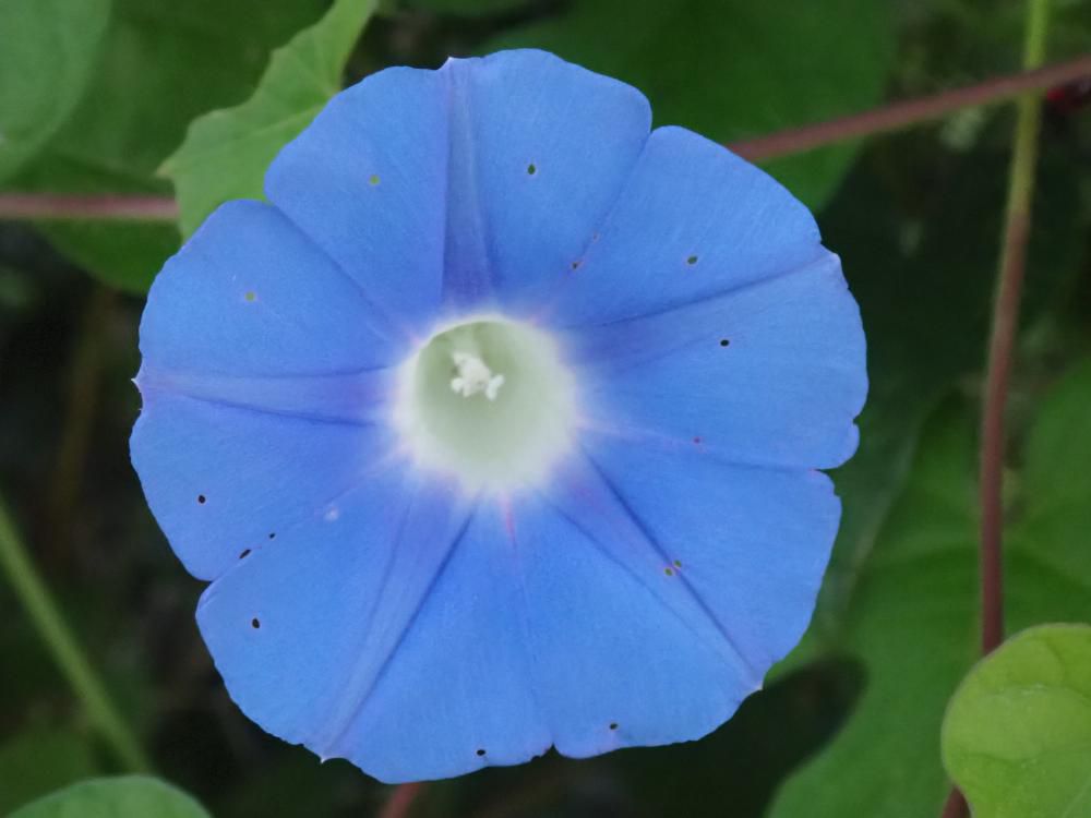 ヒルガオ 2 青い