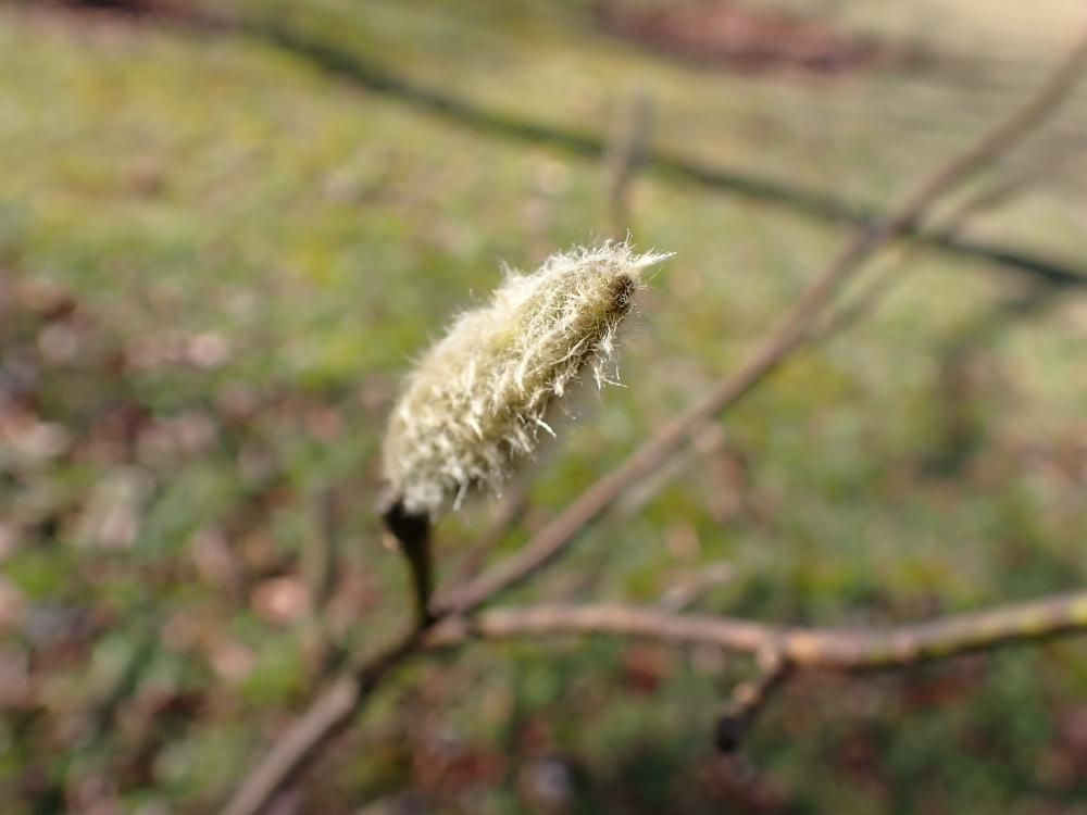 タムシバ高温に不慮