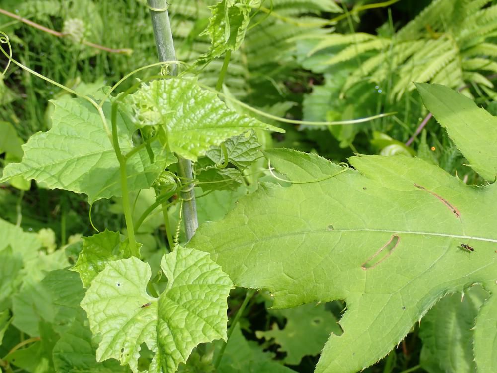 葉仕草「温室形成」気付きの地点E,F