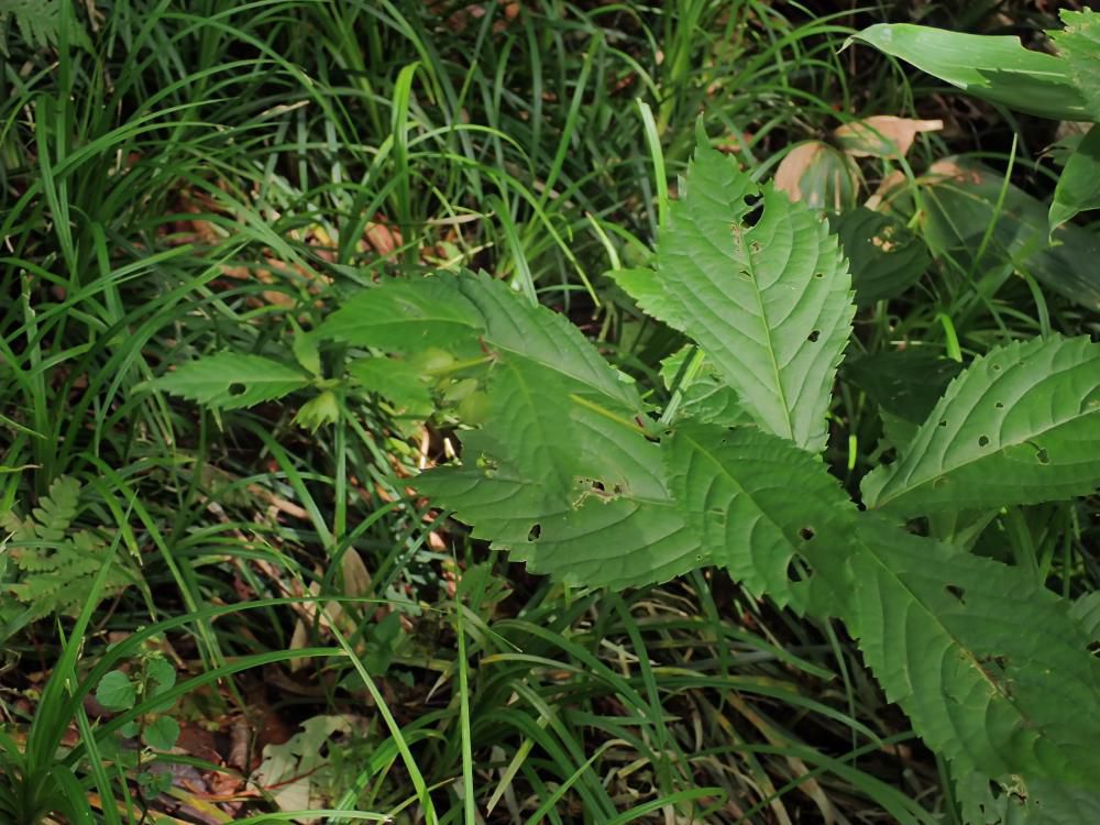 道沿いの植物に会いながら