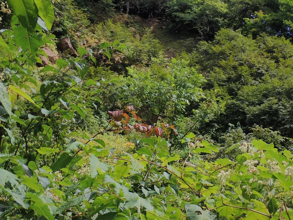 もう秋　植物他