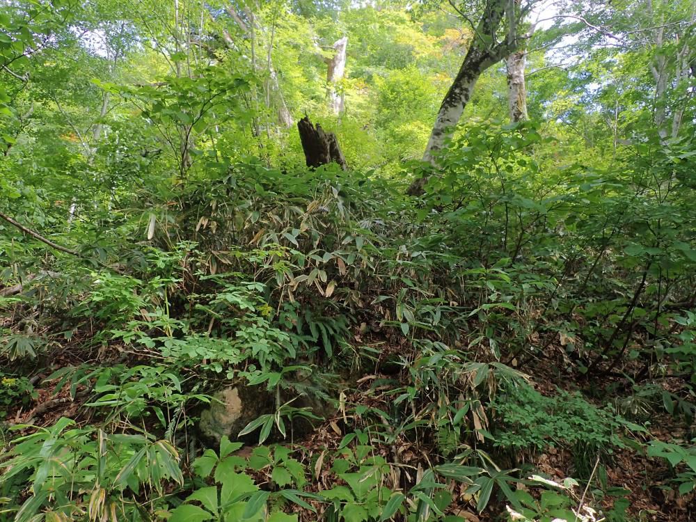 土手の老巨お木は今