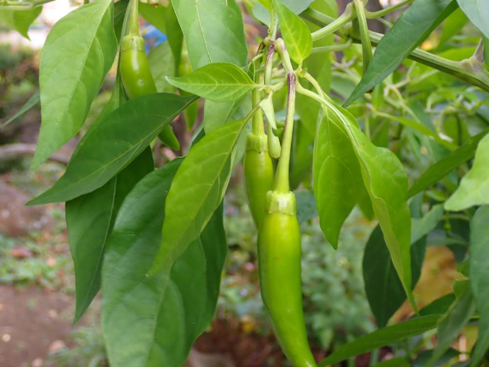 シシウド大きくなって