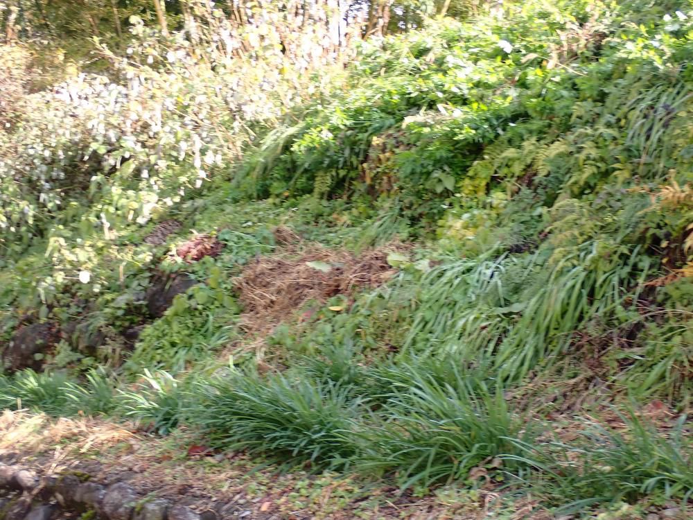 ヒガンバナの咲く土手