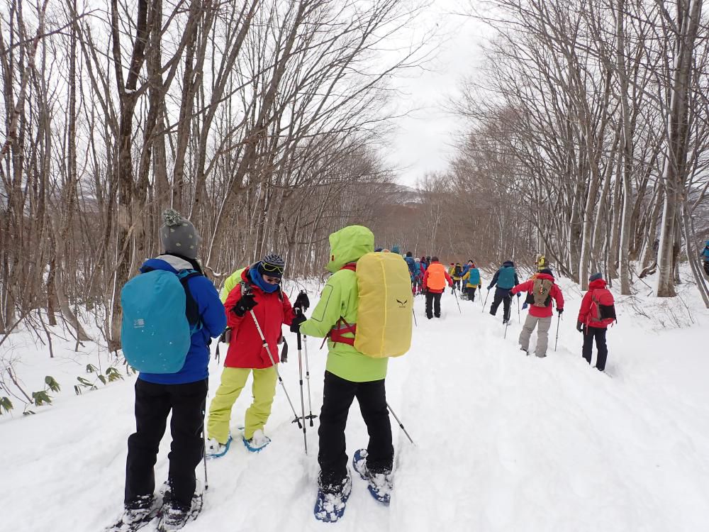 ぶなの混芽の膨らみ