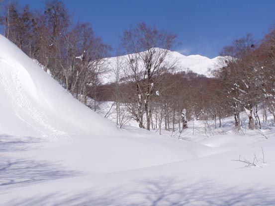 ブナの原生林を縫って雪上散策を　(1)