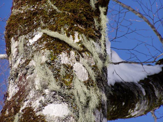 ブナの原生林を縫って雪上散策を　(3)