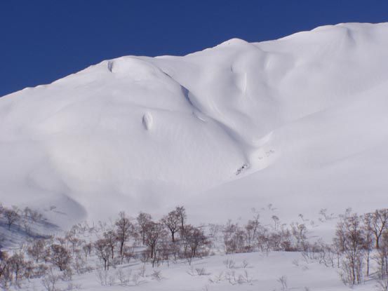 ブナの原生林を縫って雪上散策を(4)