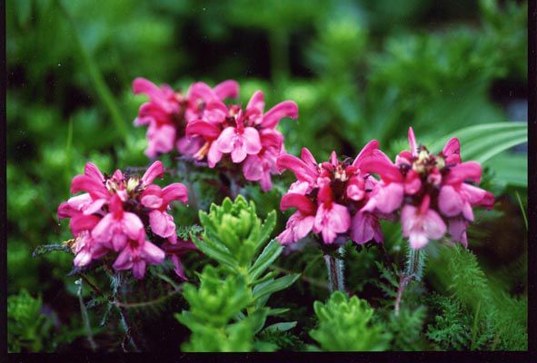 04　月山の春・夏